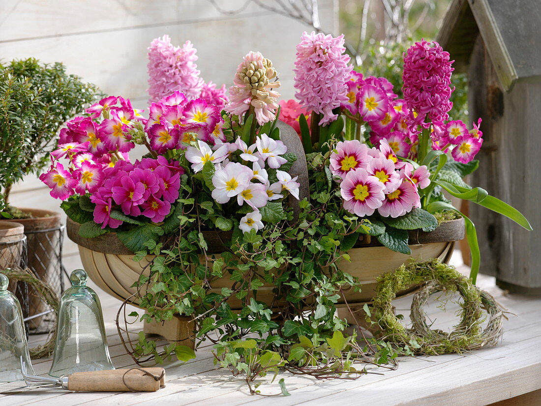 Primula acaulis, Primula elatior 'Inara Pink Bicolor'