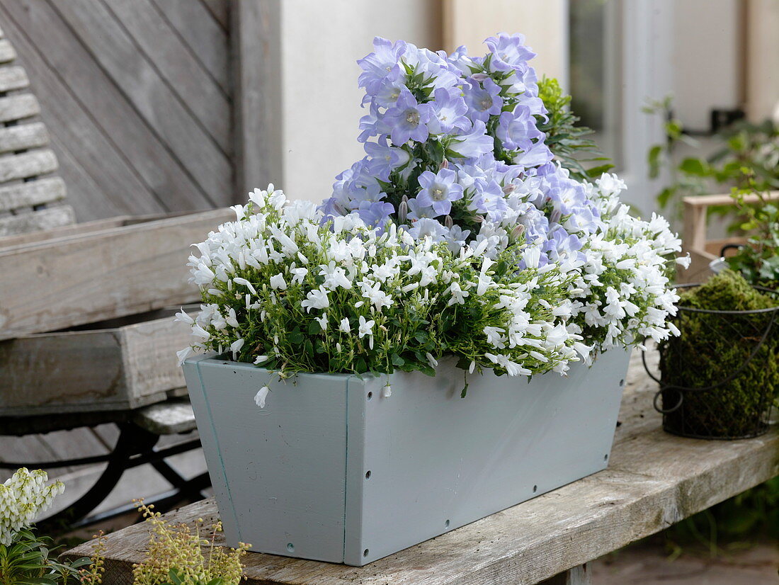 Campanula Mee 'Crownprincess' light blue, Campanula portenschlagiana, white