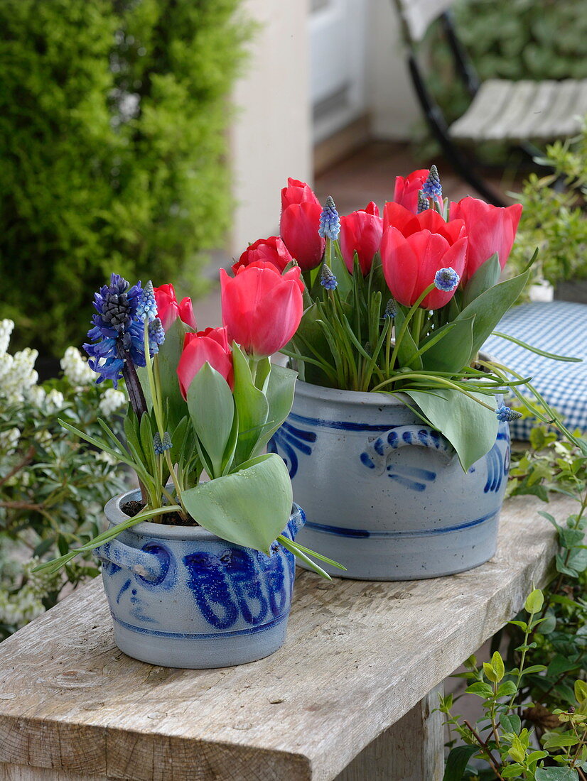 Tulipa 'Couleur Cardinal' (tulips), Hyacinthus (hyacinth), Muscari