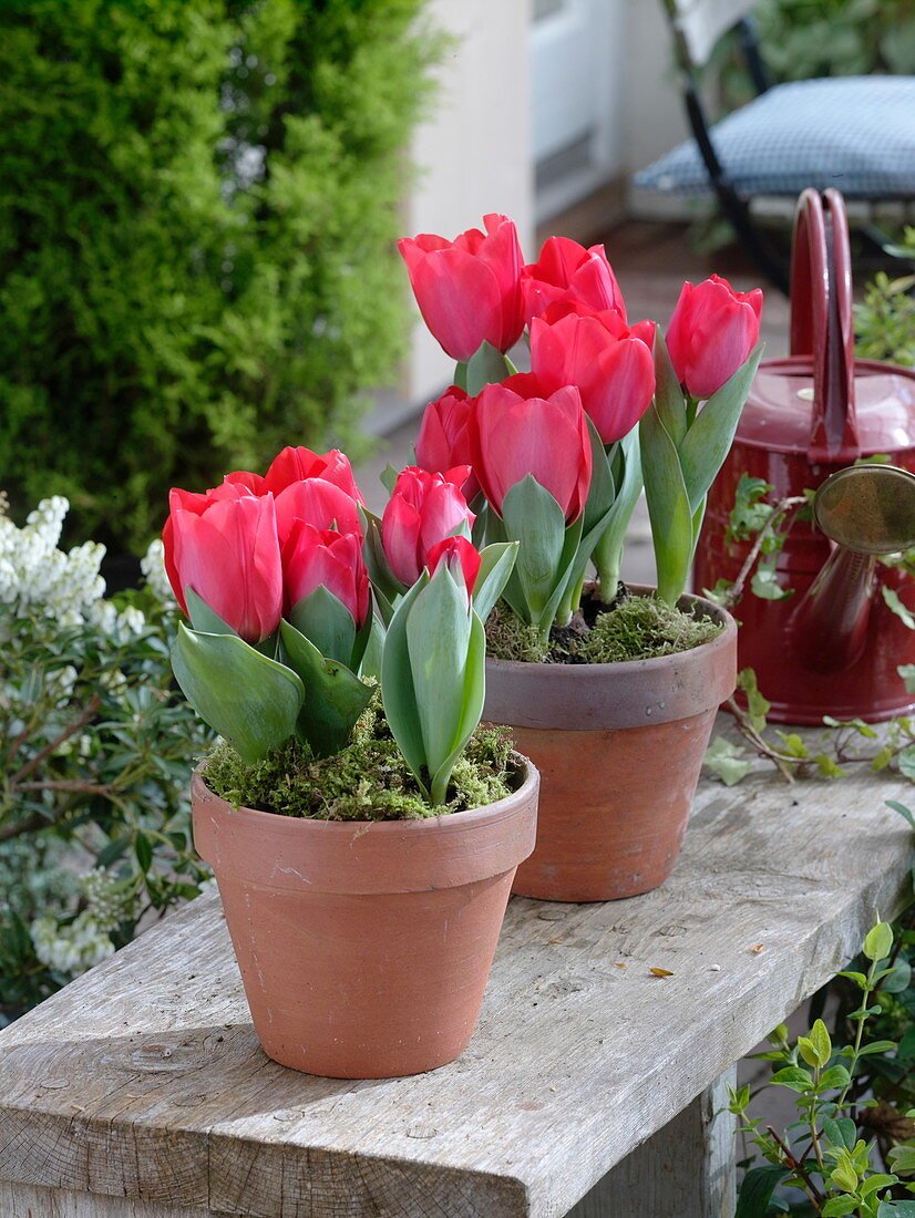 Tulipa 'Couleur Cardinal' (tulip) in clay pots