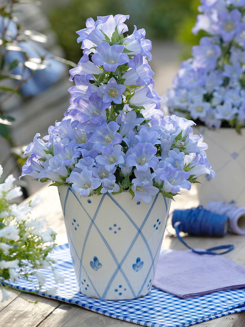 Campanula Mee 'Crownprincess' (Glockenblume) in blau-weißem Übertopf