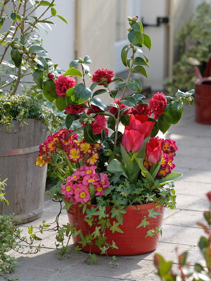 Camellia 'Kirin-No-Homare' (camellia), Tulipa 'Couleur Cardinal' (tulips)