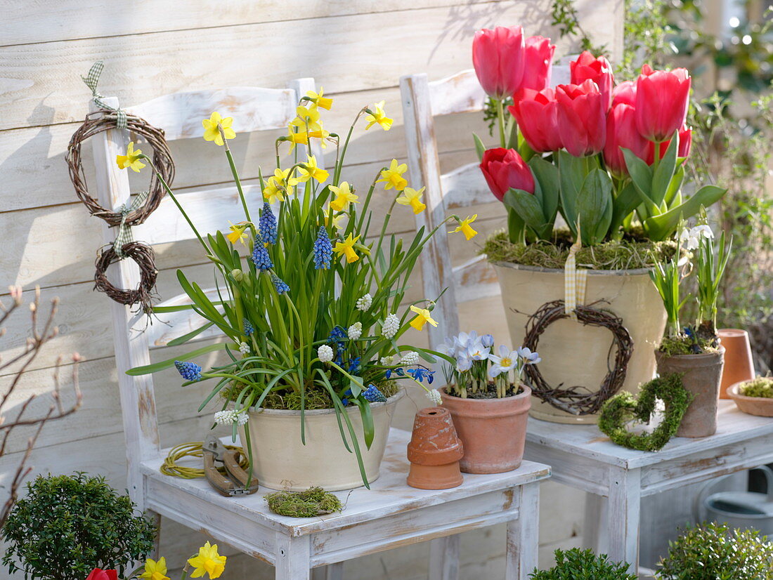 Colorful spring terrace, Tulipa 'Couleur Cardinal', Narcissus