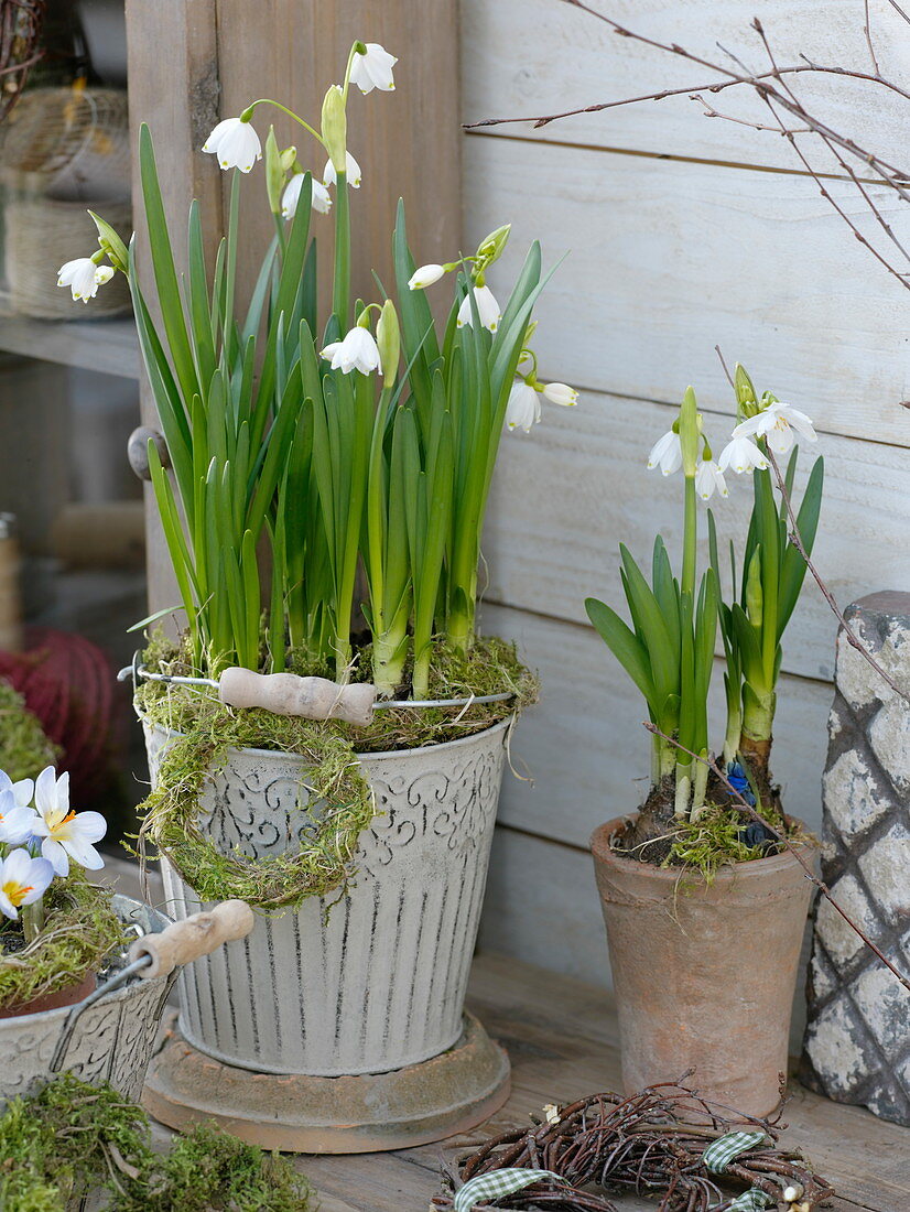 Leucojum 'Gravetye Giant' (Märzenbecher)