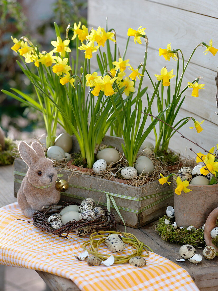 Woode carrier with Narcissus 'Tete A Tete' in terracotta pots