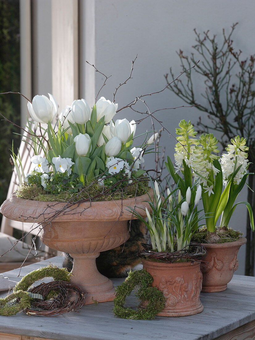 Tulipa (Tulpen), Viola cornuta (Hornveilchen), Hyacinthus (Hyazinthen)