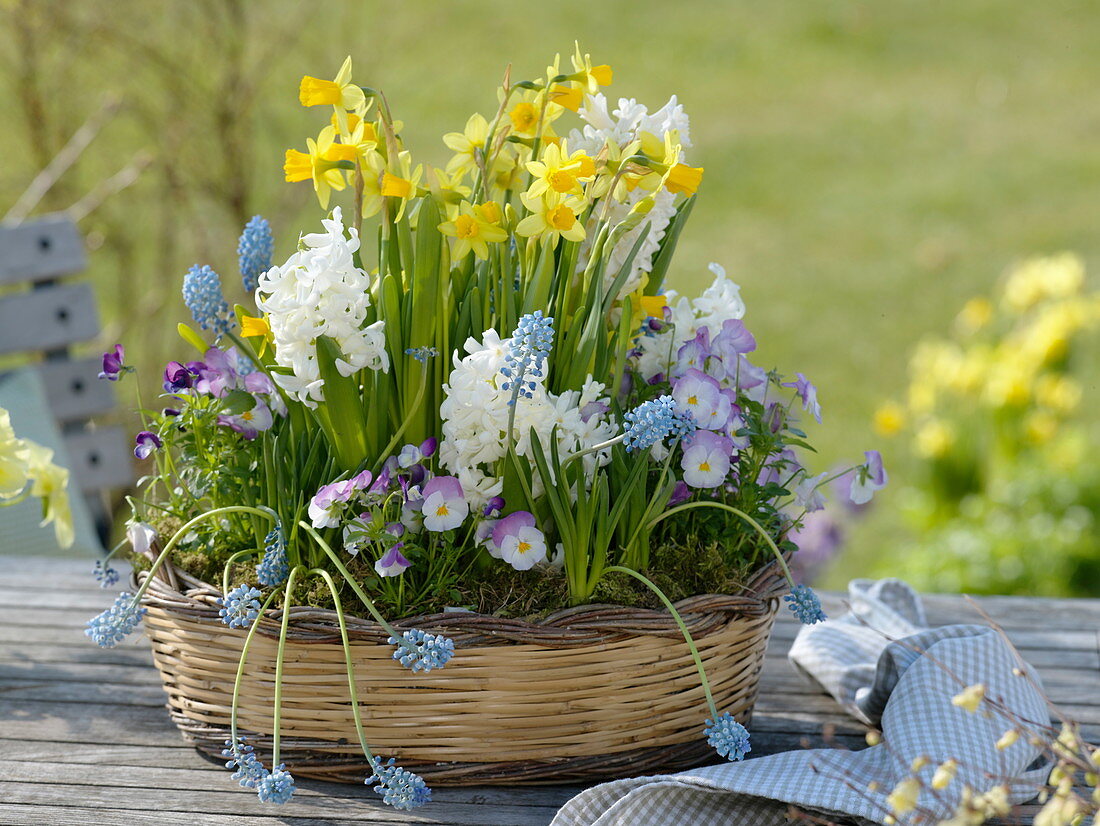 Spring basket with Narcissus 'Tete a Tete' (Daffodils), Hyacinthus 'Carnegie'