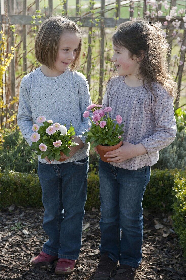 Mädchen mit Bellis (Tausendschön) in Töpfen im Bauerngarten