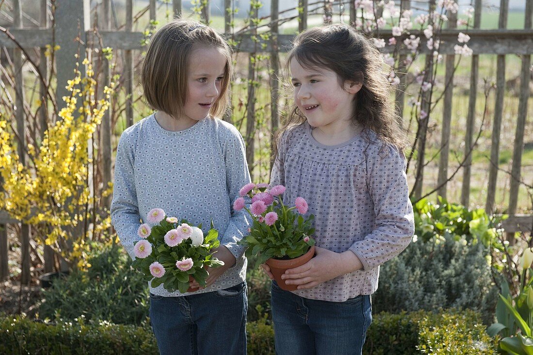 Mädchen mit Bellis (Tausendschön) in Töpfen im Bauerngarten