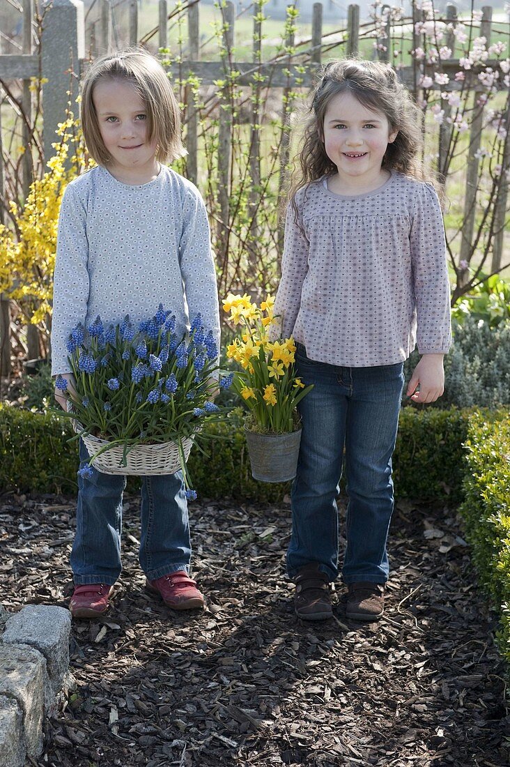 Mädchen im Bauerngarten mit Muscari (Traubenhyazinthen) im Korb