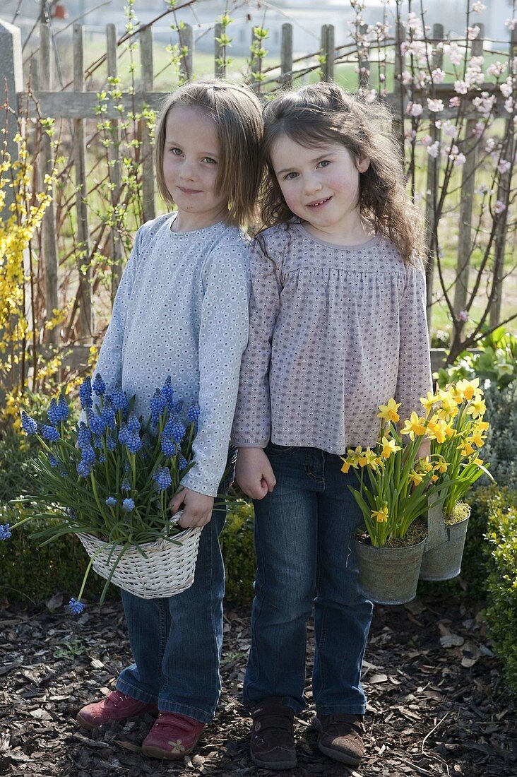 Girl in a cottage garden with muscari (grape hyacinths) in a basket