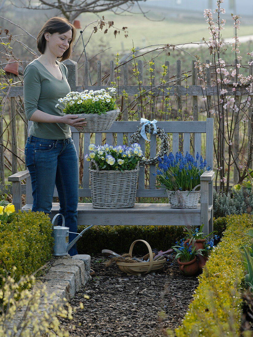 Baskets planted with Viola 'Etain' (pansy), Bellis (daisy)