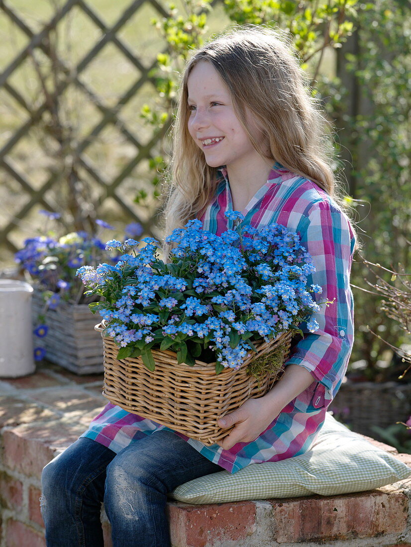 Mädchen hält Korb mit Myosotis 'Myomark' (Vergißmeinnicht)