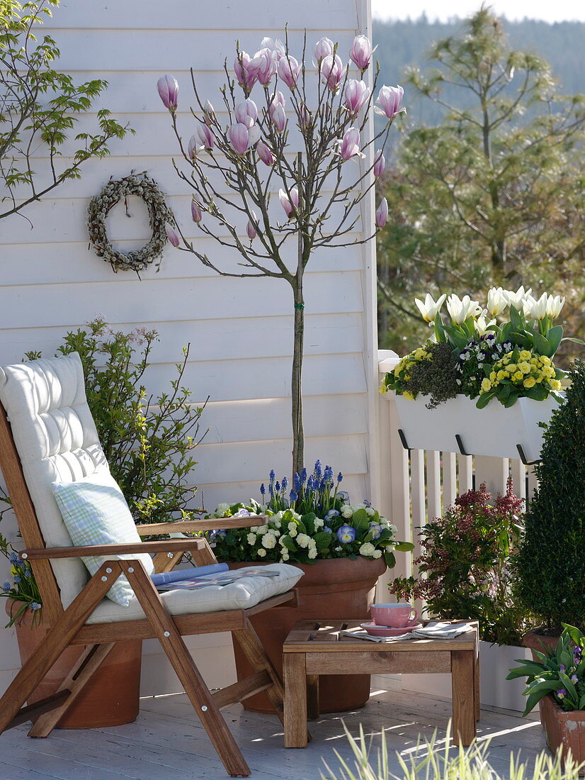 Balcony with Magnolia soulangeana (tulip magnolia) trunk, Primula Belarina