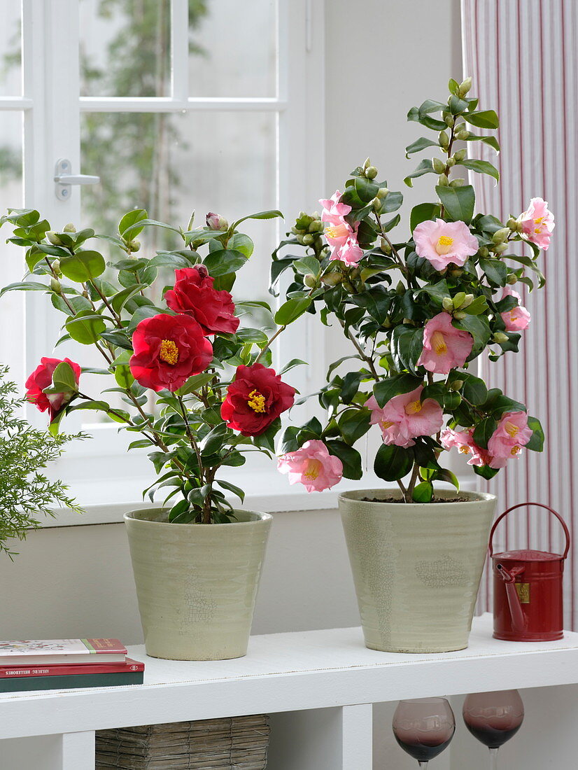 Camellia japonica 'Dr. Burnside' rot, Camellia japonica 'Laurie Bray'