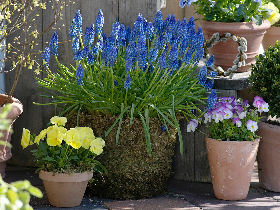 Muscari (grape hyacinths) in a moss pot