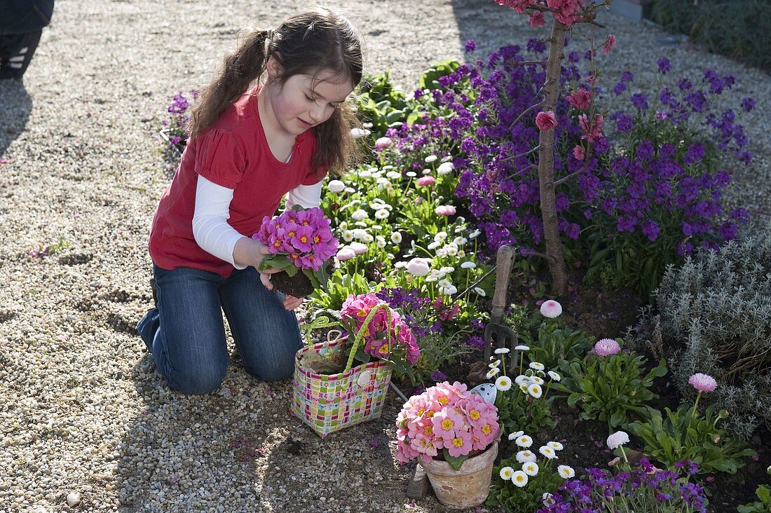 Mädchen mit Primula acaulis (Primeln) am Frühlingsbeet