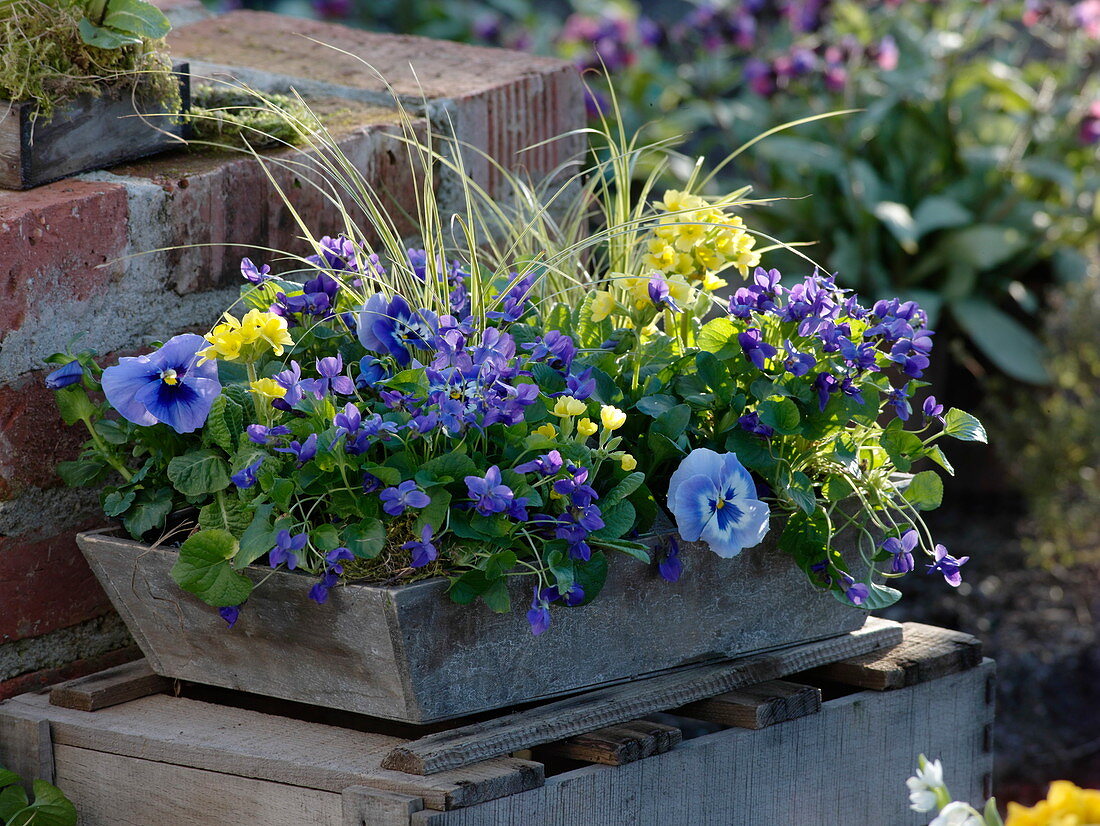 Wooden basket planted blue-yellow