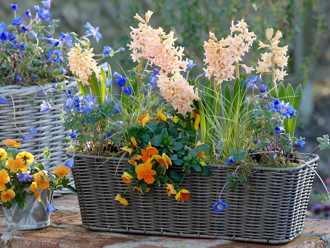 Korbkasten mit Hyacinthus 'Gipsy Queen' (Hyazinthen), Viola cornuta