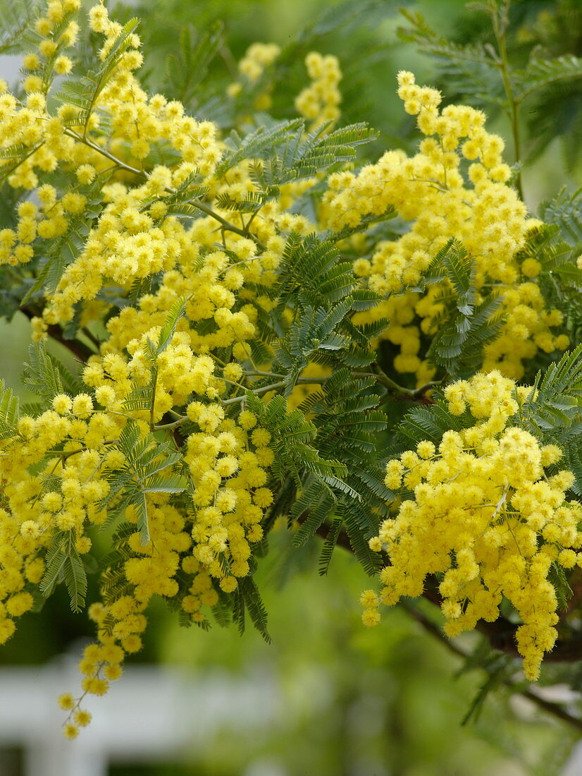 Acacia dealbata (Mimose)