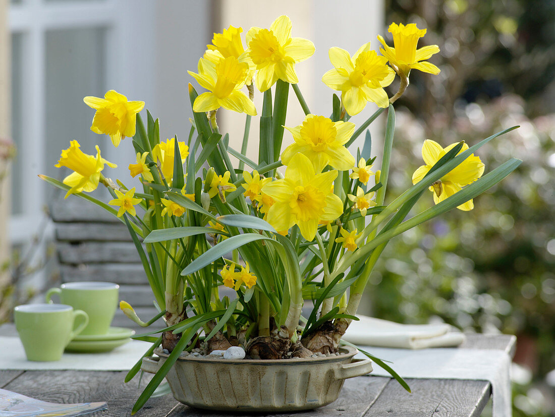 Narcissus 'Dutch Master' & 'Tete-a-Tete' (daffodils) planted in baking dish