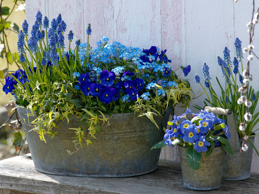 Blue spring bloomers in metal containers