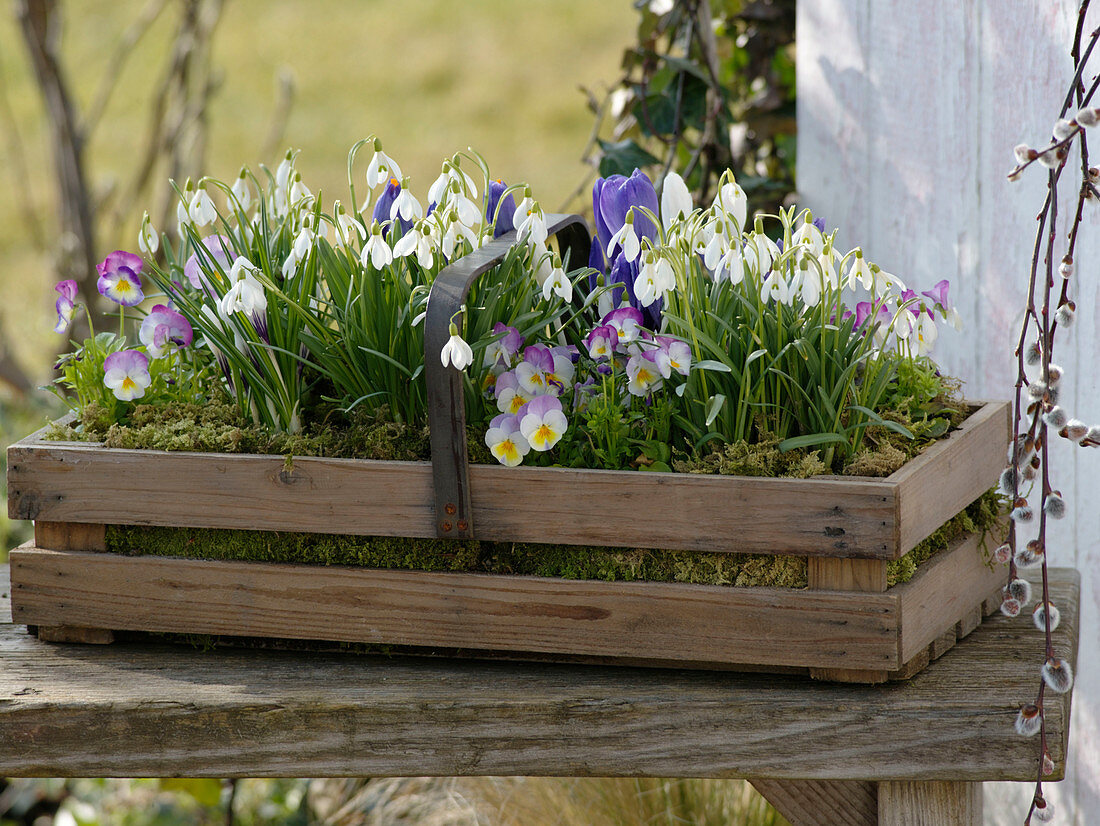 Wooden basket lined with moss and planted with plants