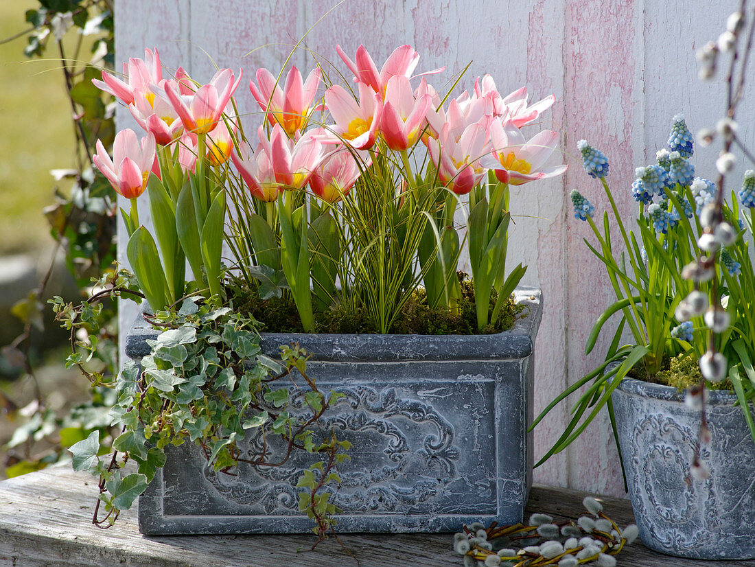 Tulipa 'Pinocchio' (tulips), Hedera (ivy), Carex comans (sedge), Muscari