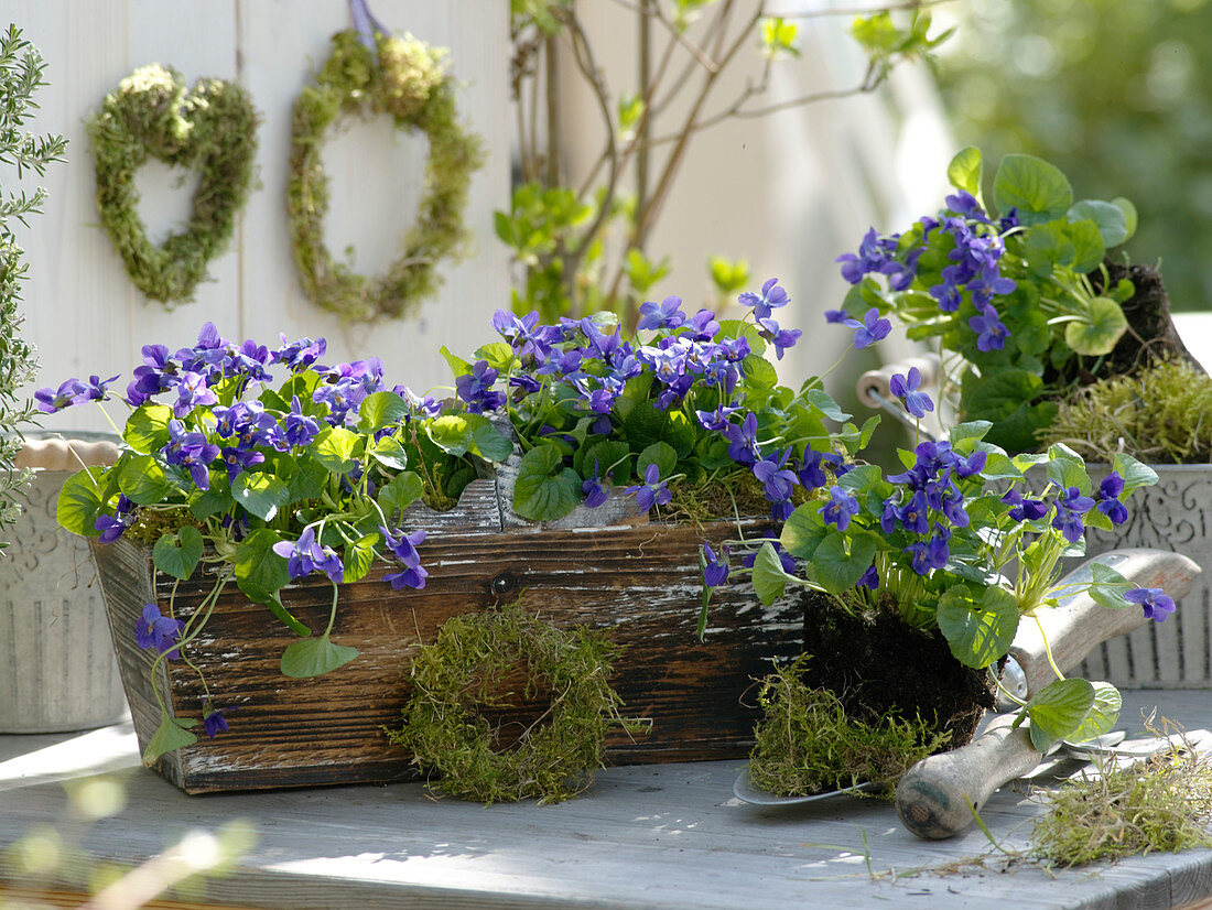 Still life with Viola odorata (scented violet) in wooden basket and on hand shovel