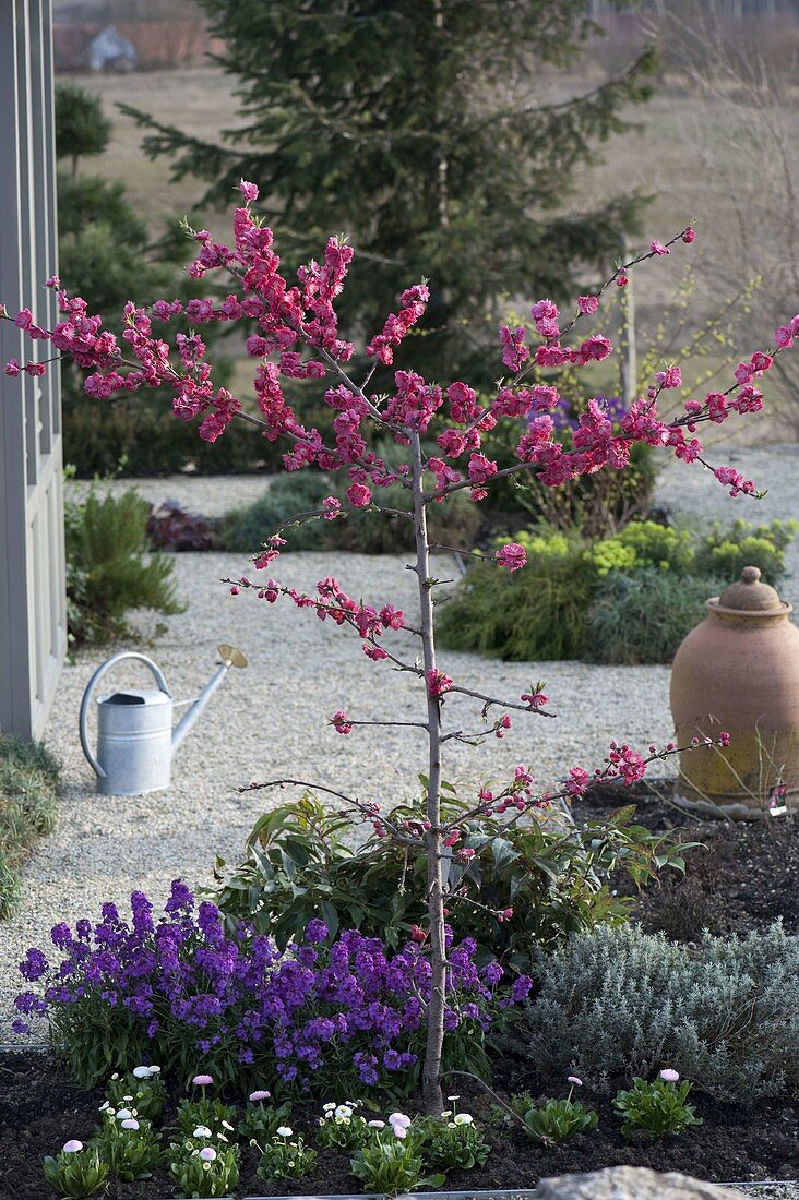 Prunus persica 'Melred' (ornamental peach) with red flowers