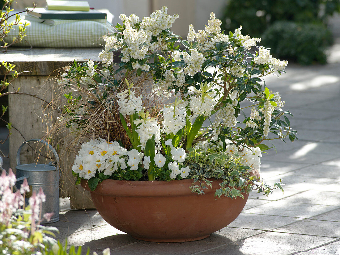 Pieris (lavender heather), Hyacinthus 'White Pearl' (hyacinths), Primula