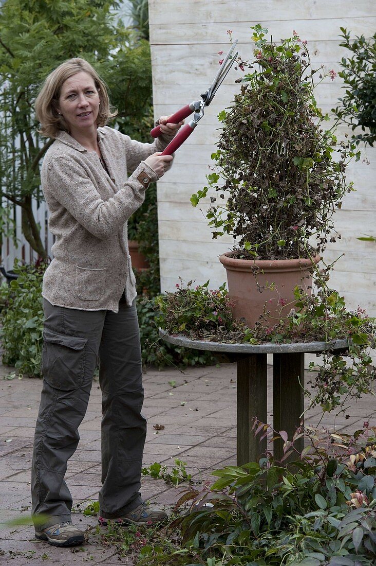 Prune back geranium pyramid in spring (2/3)