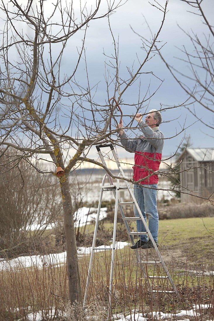Man prunes Malus (apple tree) in late winter or early spring