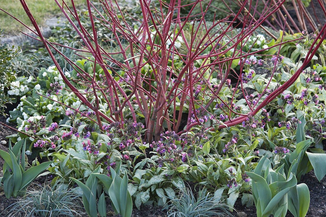 Cornus alba (Dogwood) underplanted with Pulmonaria 'Silver Bouquet'.