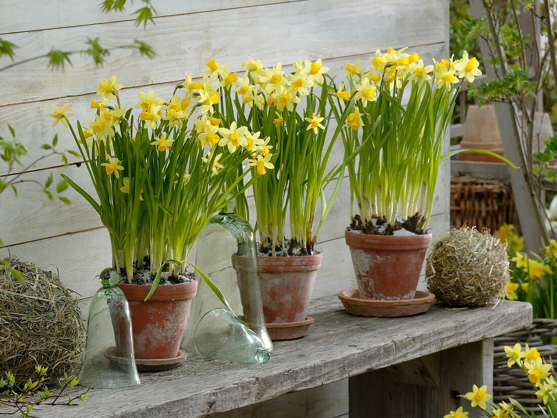 Narcissus 'Tete a Tete' (Narzissen) in Tontöpfen auf Holzbank