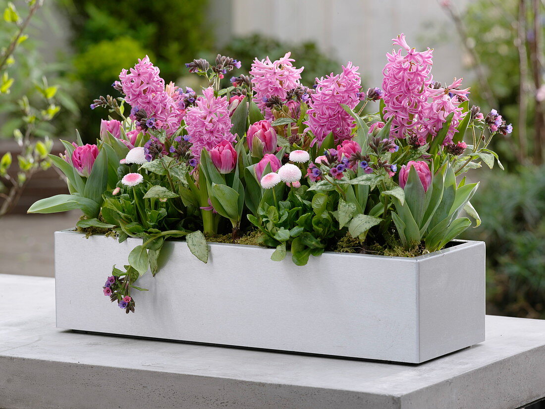 Rosa Frühlingskasten : Hyacinthus (Hyazinthen), Tulipa 'Globe' (Tulpen)