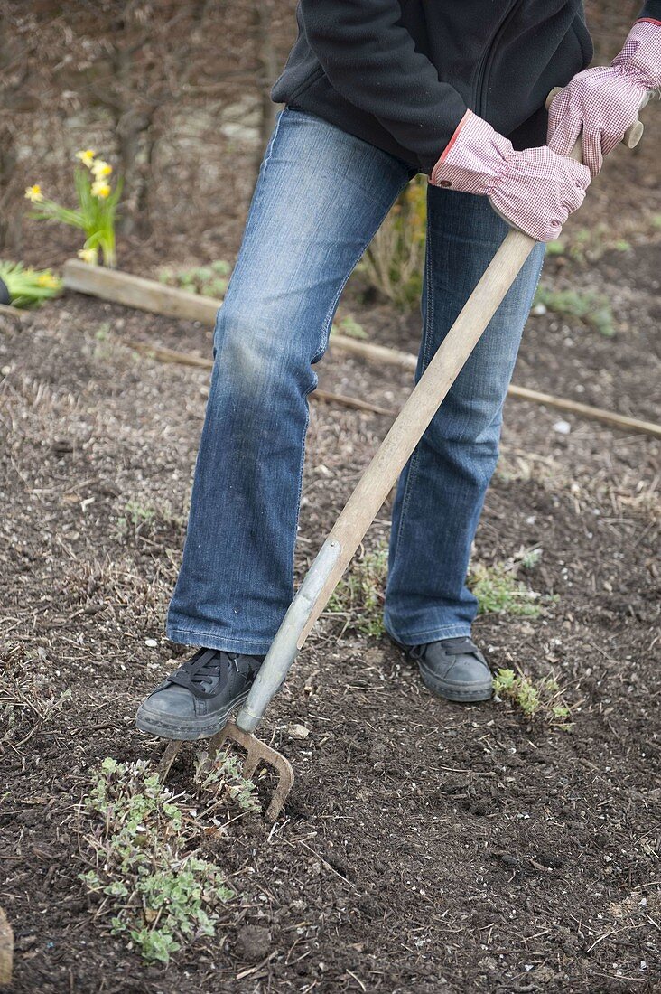 Woman digging up Nepeta fassenii 'Walker's Low' (catmint) with a digging fork
