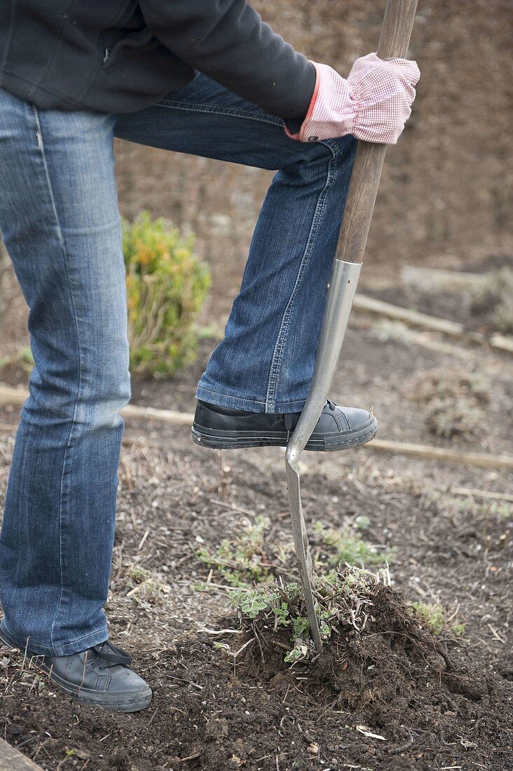 Woman dividing Nepeta fassenii 'Walker's Low' (catmint)