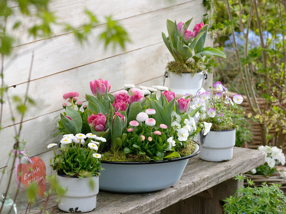 Tulipa 'Globe' (Tulip), Bellis (daisies), Viola cornuta