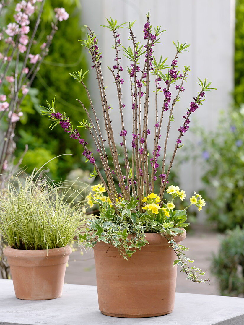 Daphne mezereum 'Rubra' (daphne), underplanted with Primula veris