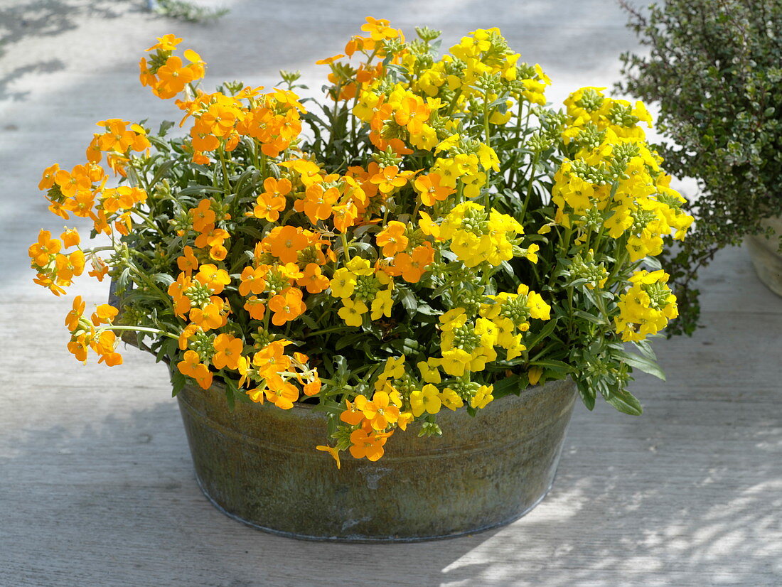 Erysimum 'Orange Dwarf' 'Dwarf' (Dwarf Gold Lacquer) in metal bowl