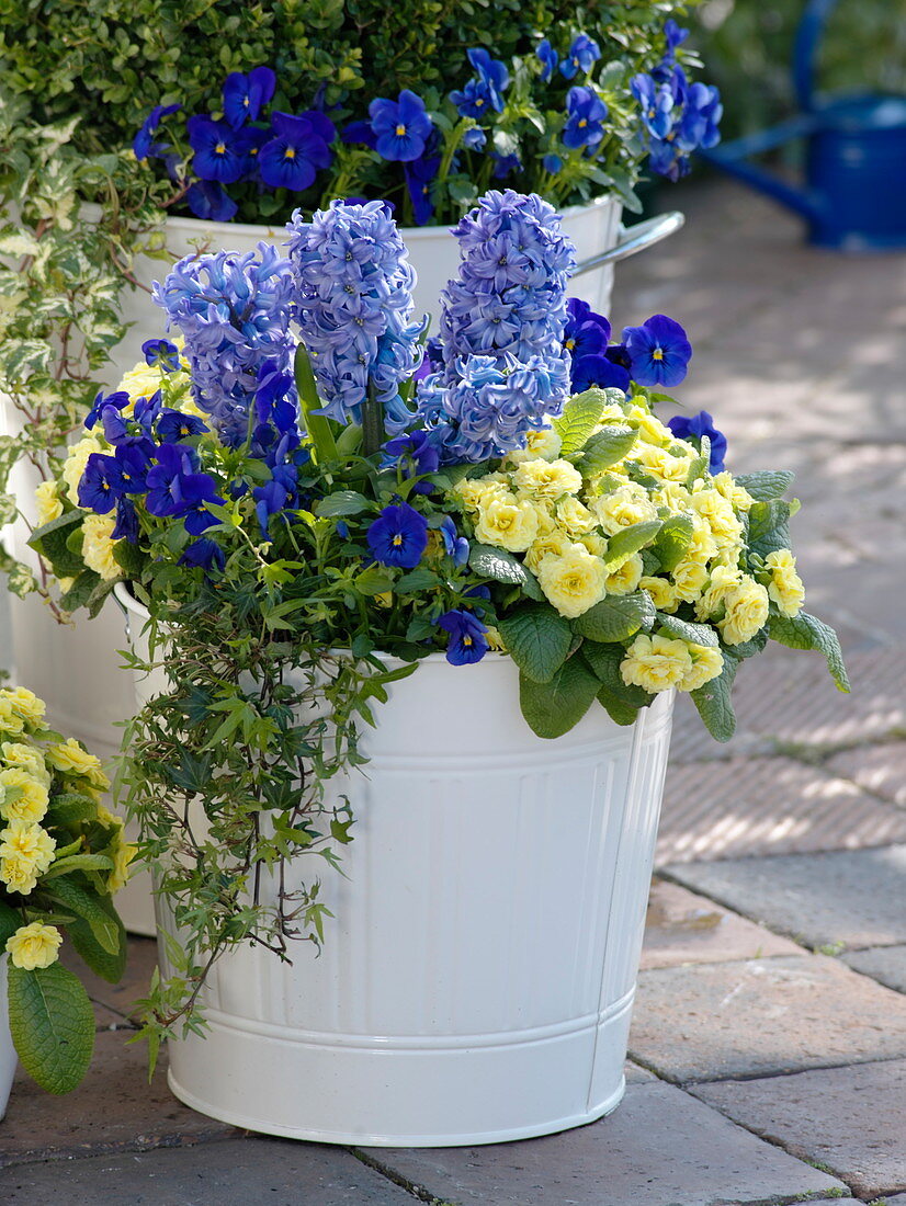 White metal bucket with blue and yellow planting