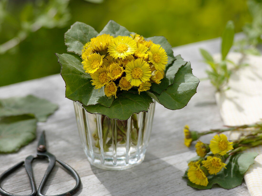 Tussilago farfara (Huflattich) mit Manschette aus Blättern