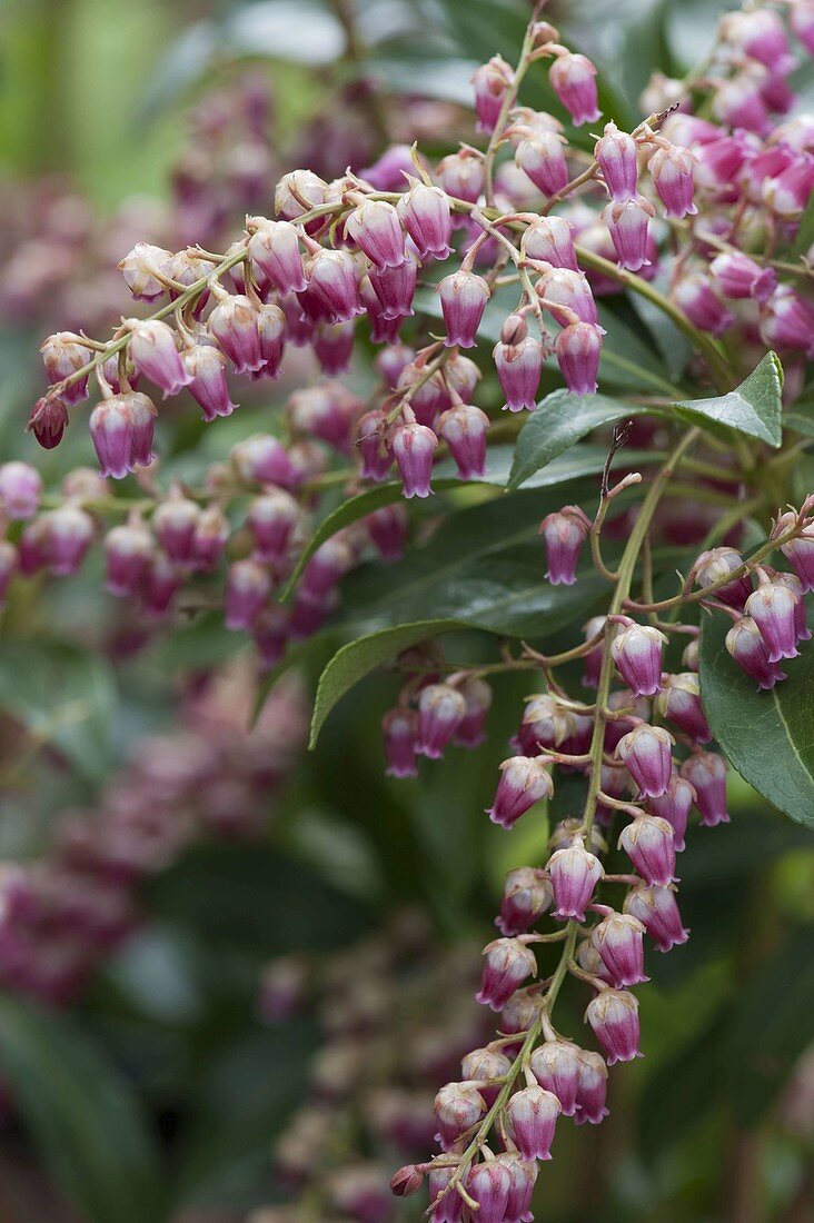 Pieris japonica 'passion' (lavender heather) red-flowered