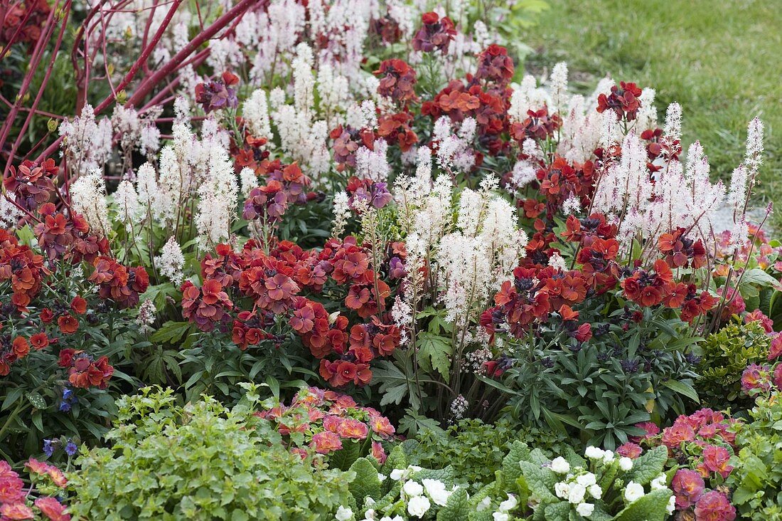 Red and white spring border