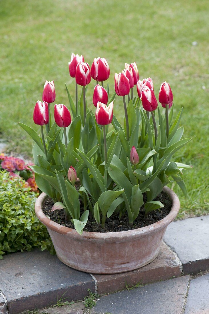 Tulipa 'Leen van der Mark' (tulips) in terracotta bowl