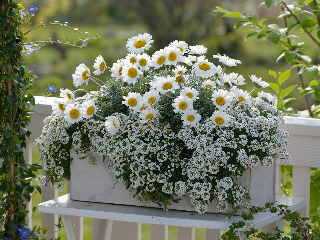 Leucanthemum hosmariense (Margeriten), Lobularia 'Snow Princess'