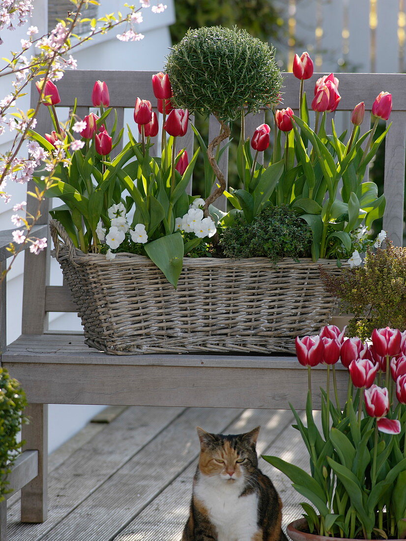 Spring flowering plants and herbs in basket box