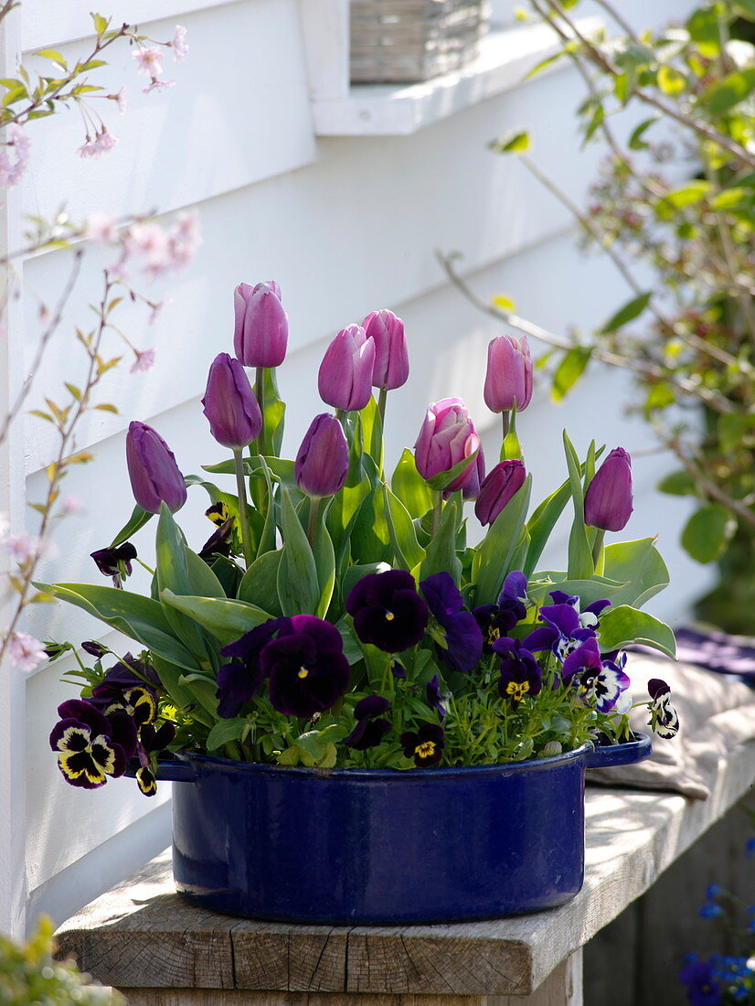Tulipa 'Cum Laude' purple, 'Valentine' pink-white (tulips), Viola