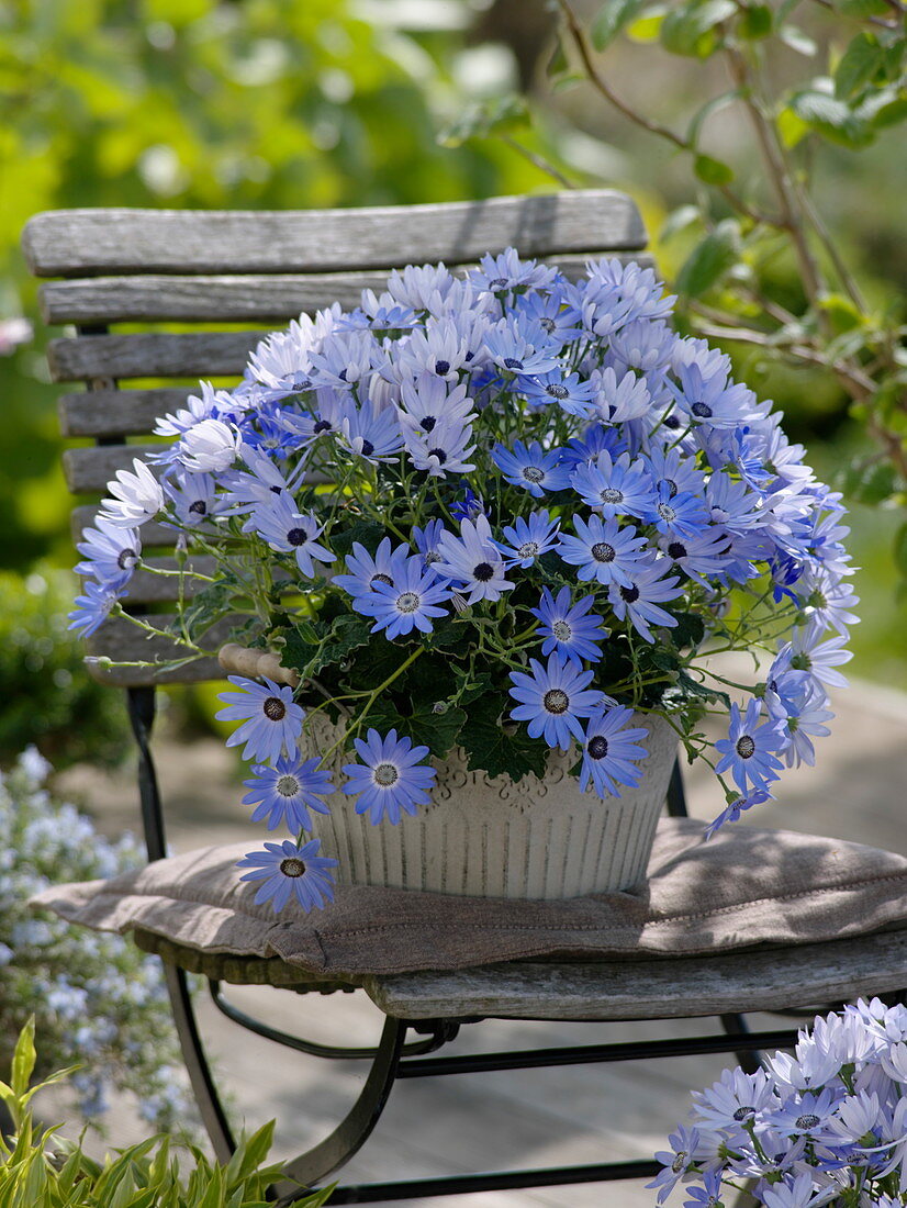 Pericallis syn. Cineraria senetti 'Lavender' (ash flower)